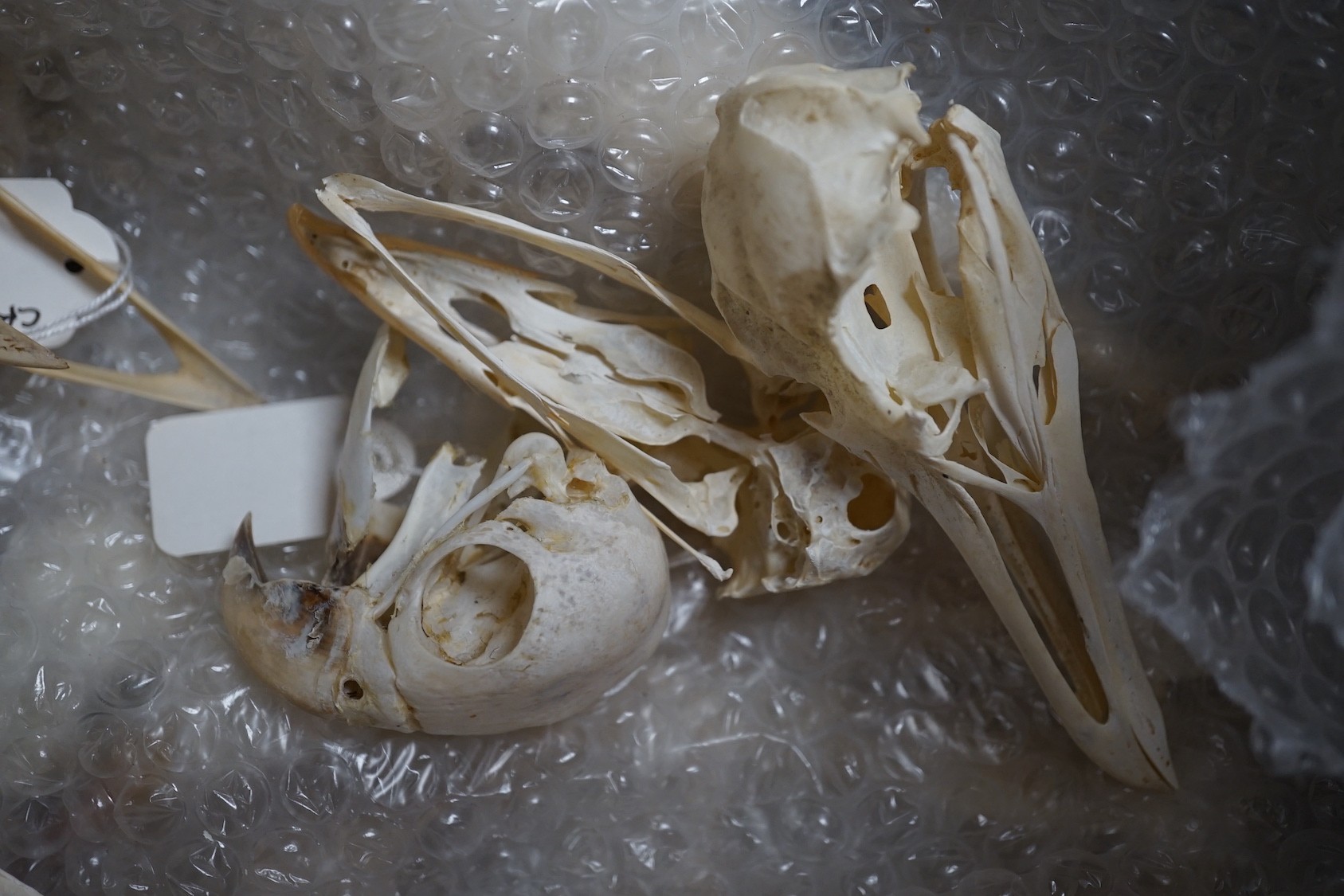Bird anatomy- a collection of bird skulls, the largest 18 cm